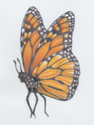 Monarch butterfly profile revised